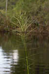 Annual wildrice <BR>Nakedstem dewflower <BR>Nakedstem dewflower <BR>Nakedstem dewflower <BR>Nakedstem dewflower